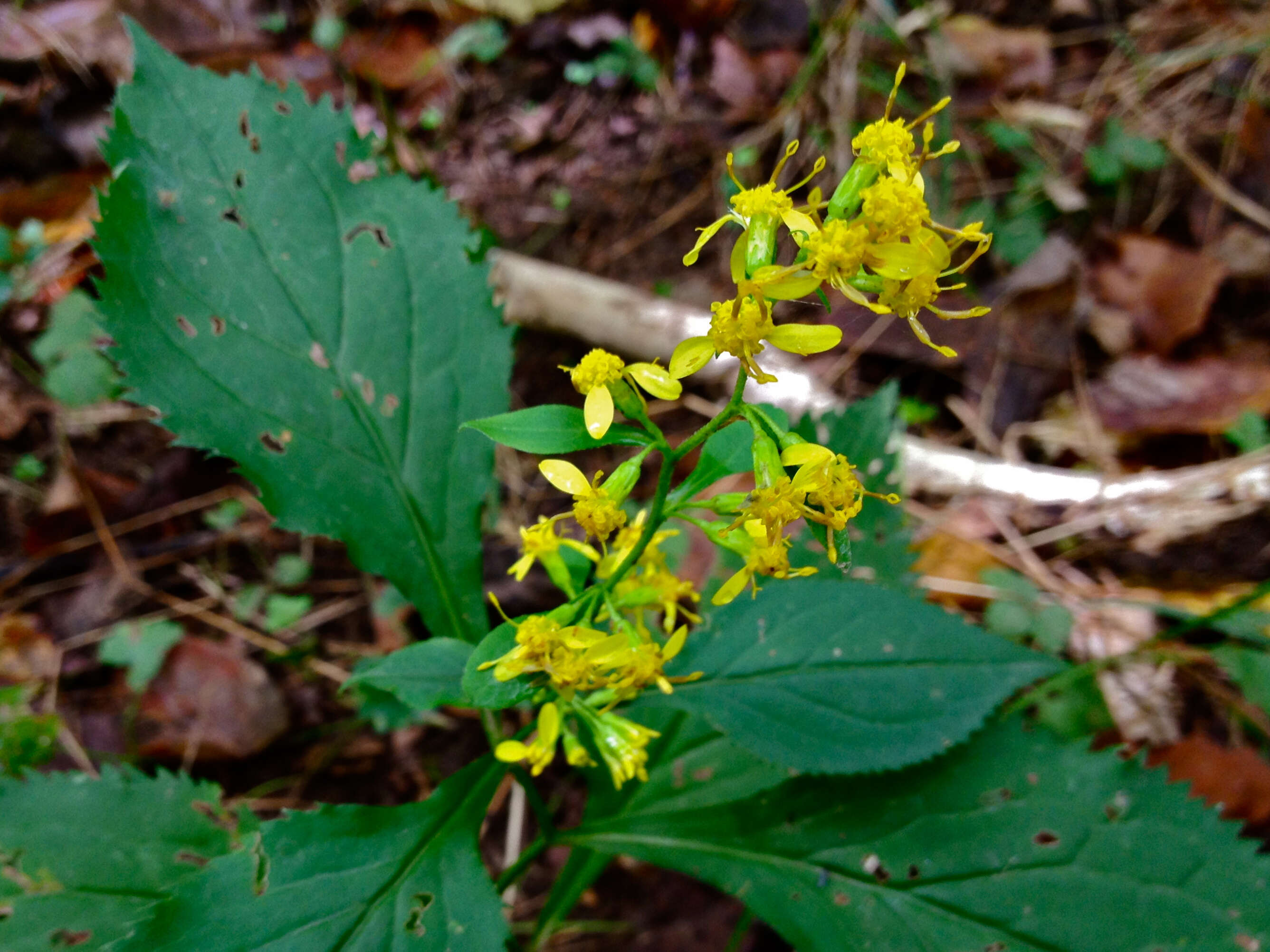 Image of Broad-leaved goldenrod