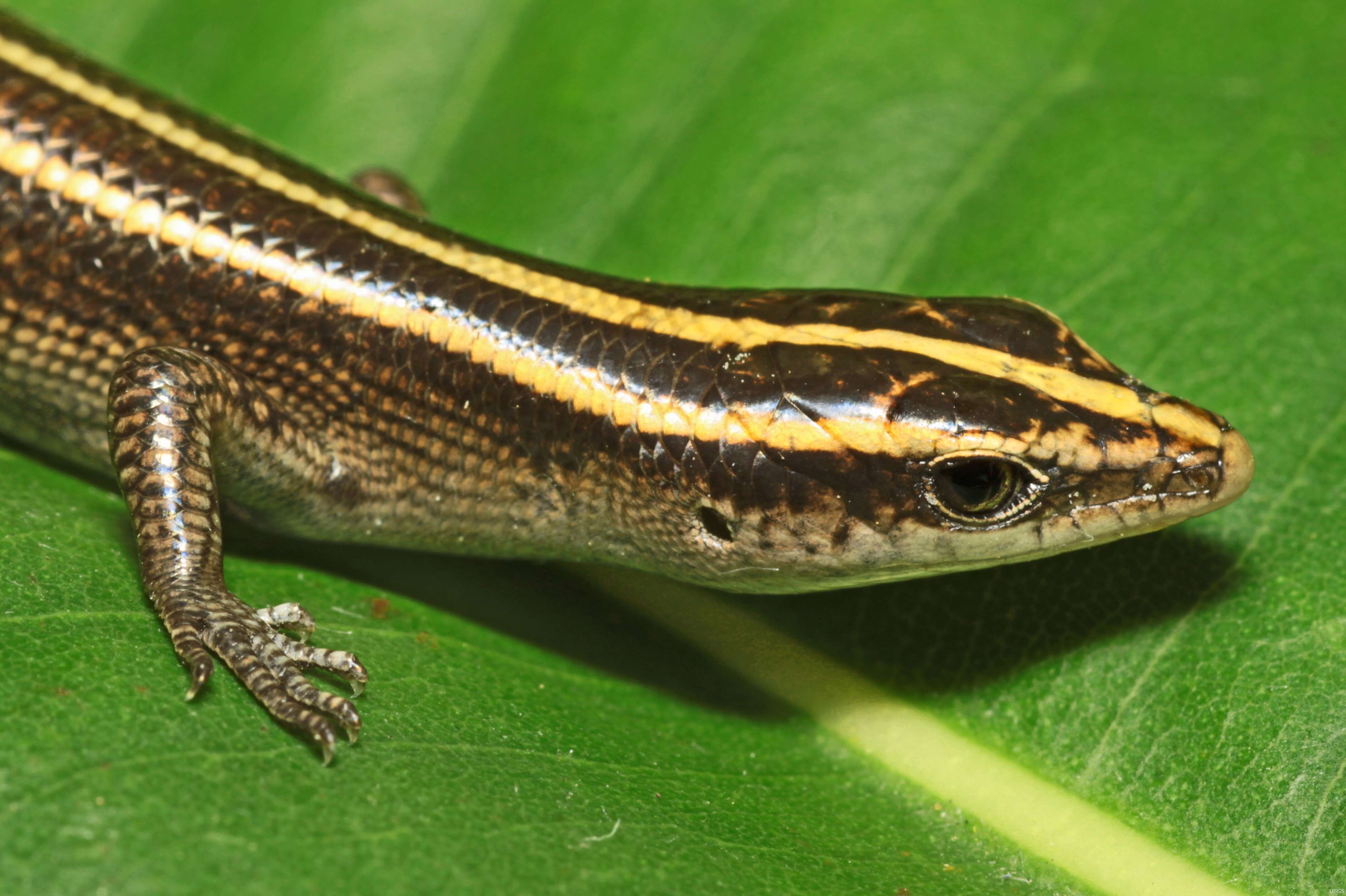 Image of Azure-tailed Skink