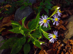 Image of crookedstem aster