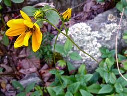 Image of fewleaf sunflower