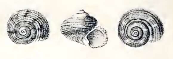 Image of Gibbula ardens (Salis Marschlins 1793)