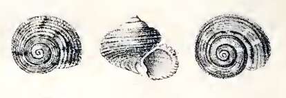 Image of Gibbula ardens (Salis Marschlins 1793)