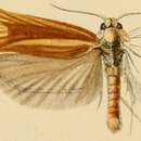 Image of Cochylimorpha fucatana Snellen 1883
