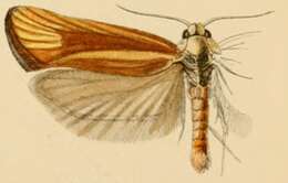 Image of Cochylimorpha fucatana Snellen 1883