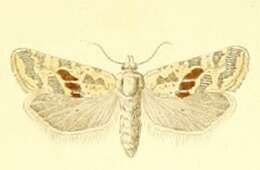 Image of Cochylimorpha halophilana Christoph 1872