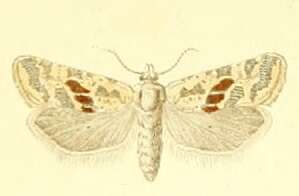 Image of Cochylimorpha halophilana Christoph 1872