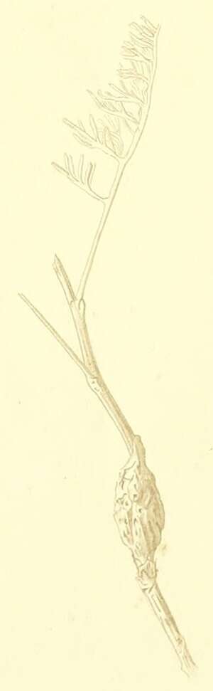 Image of Cochylimorpha halophilana Christoph 1872