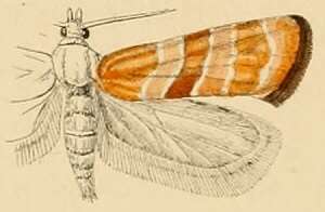 Image of Cochylimorpha hedemanniana Snellen 1883