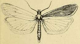 Image of Cochylimorpha nodulana Möschler 1862