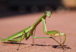 Image of Chinese mantis