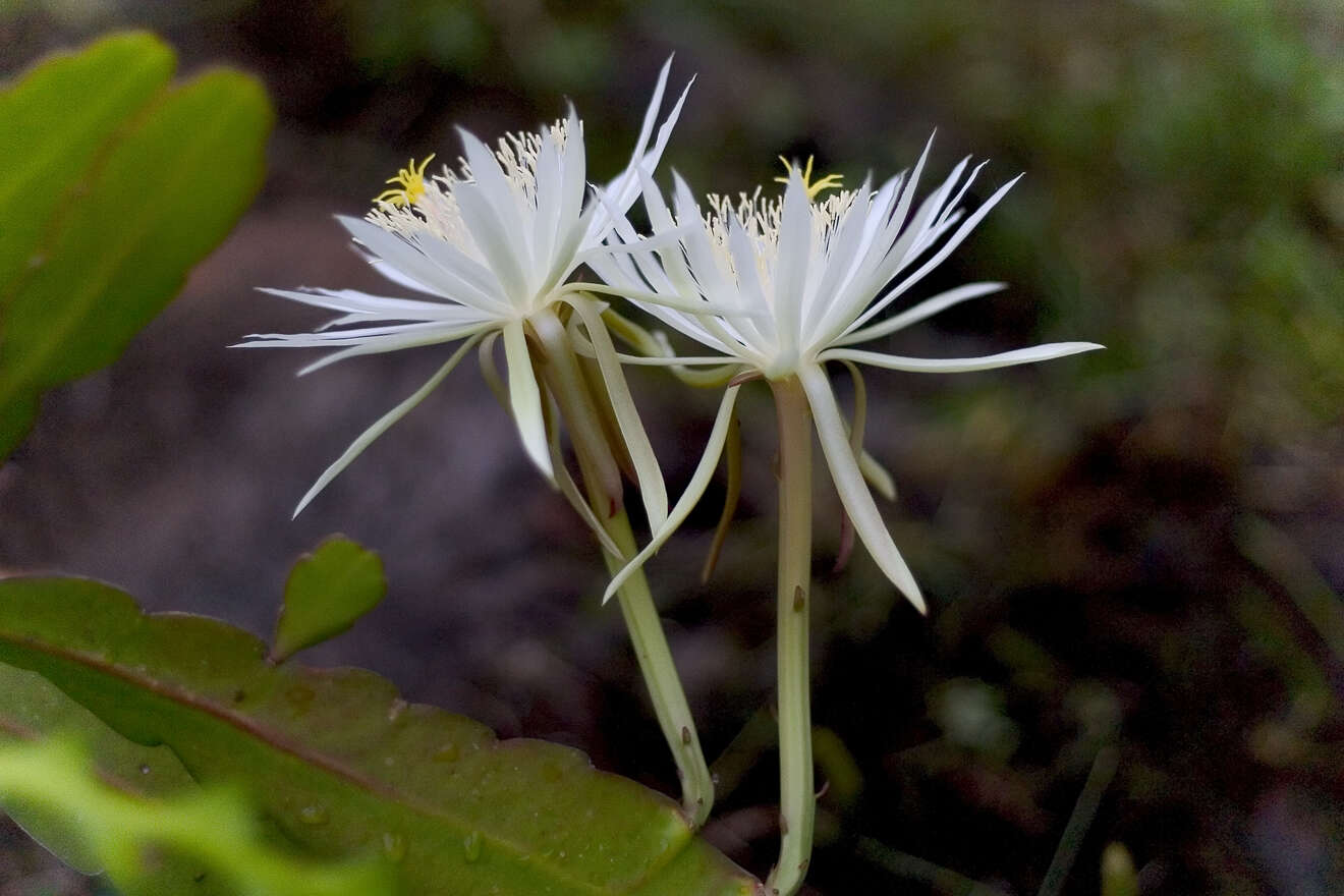 Image of Nightblooming Cactus