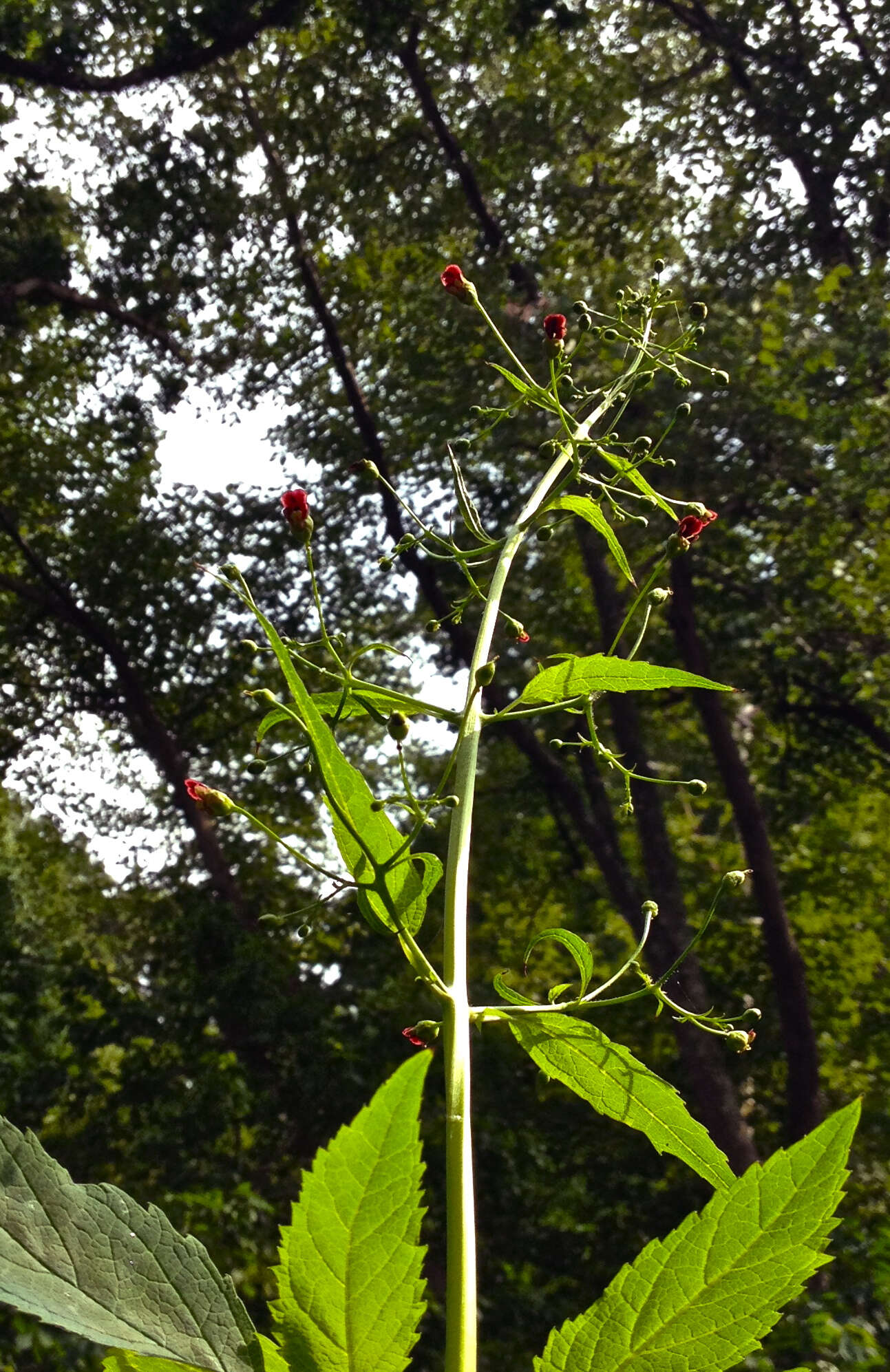 Image de Scrophularia marilandica L.