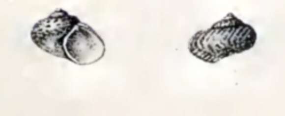 Image of Gibbula drepanensis (Brugnone 1873)