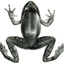 Image of Murree Hill’s frog