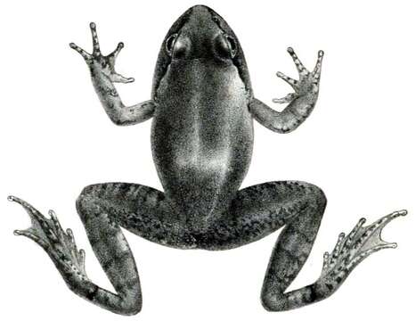 Image of Murree Hill’s frog