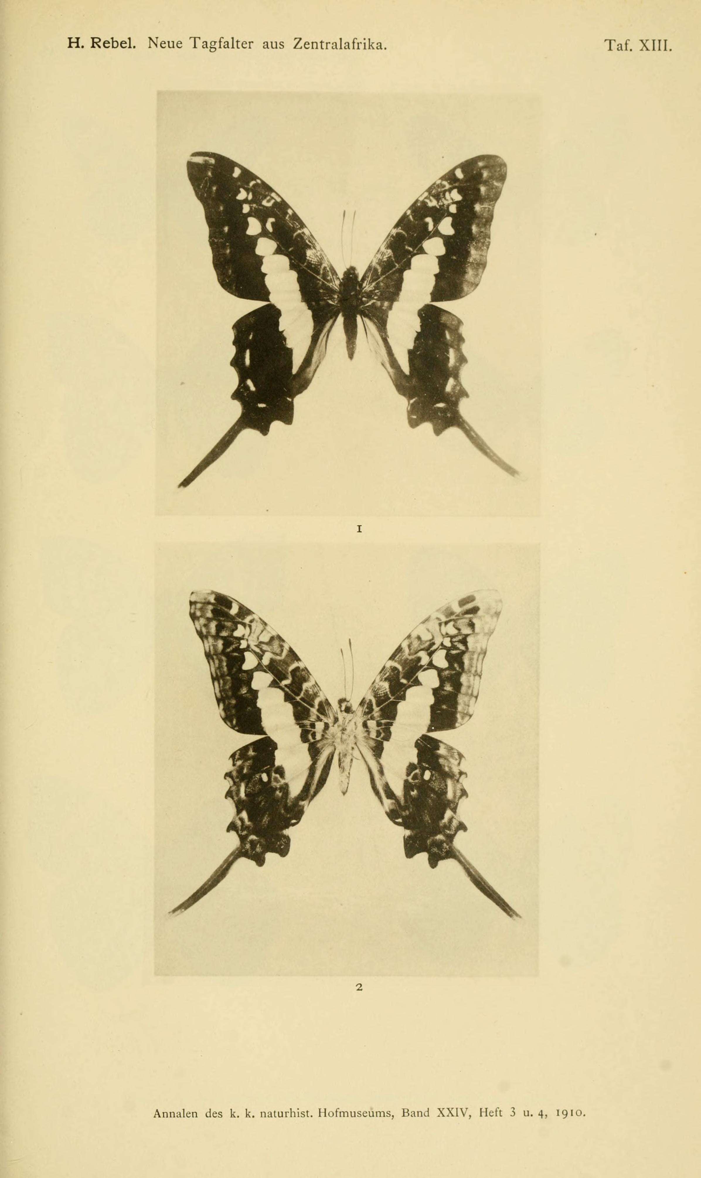 Image of Graphium gudenusi (Rebel 1911)