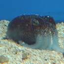 Image of Japanese Bobtail Squid