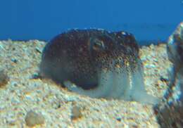 Image of Japanese Bobtail Squid