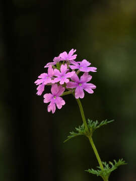 Image of South American mock vervain