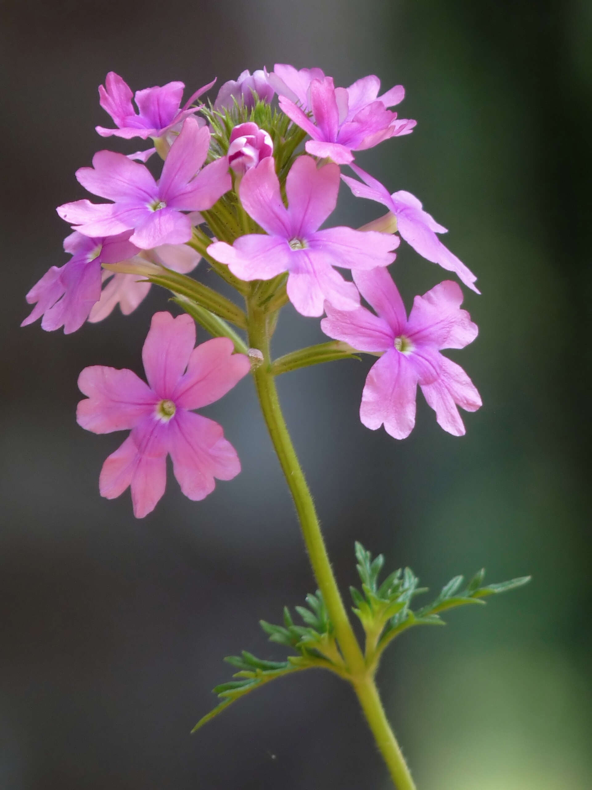 Image de Glandularia tenera (Spreng.) Cabrera