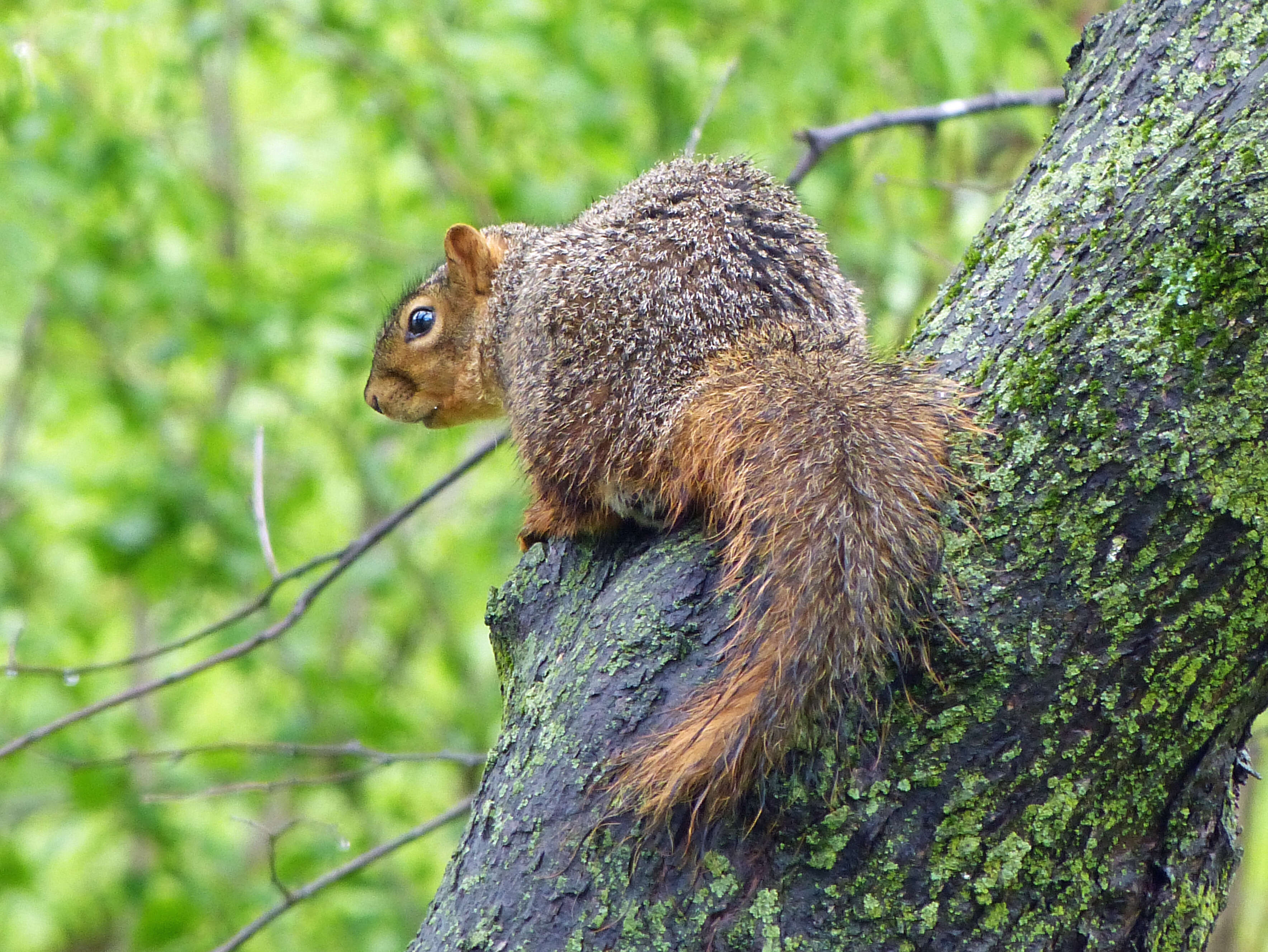 Image of Sciurus subgen. Sciurus Linnaeus 1758