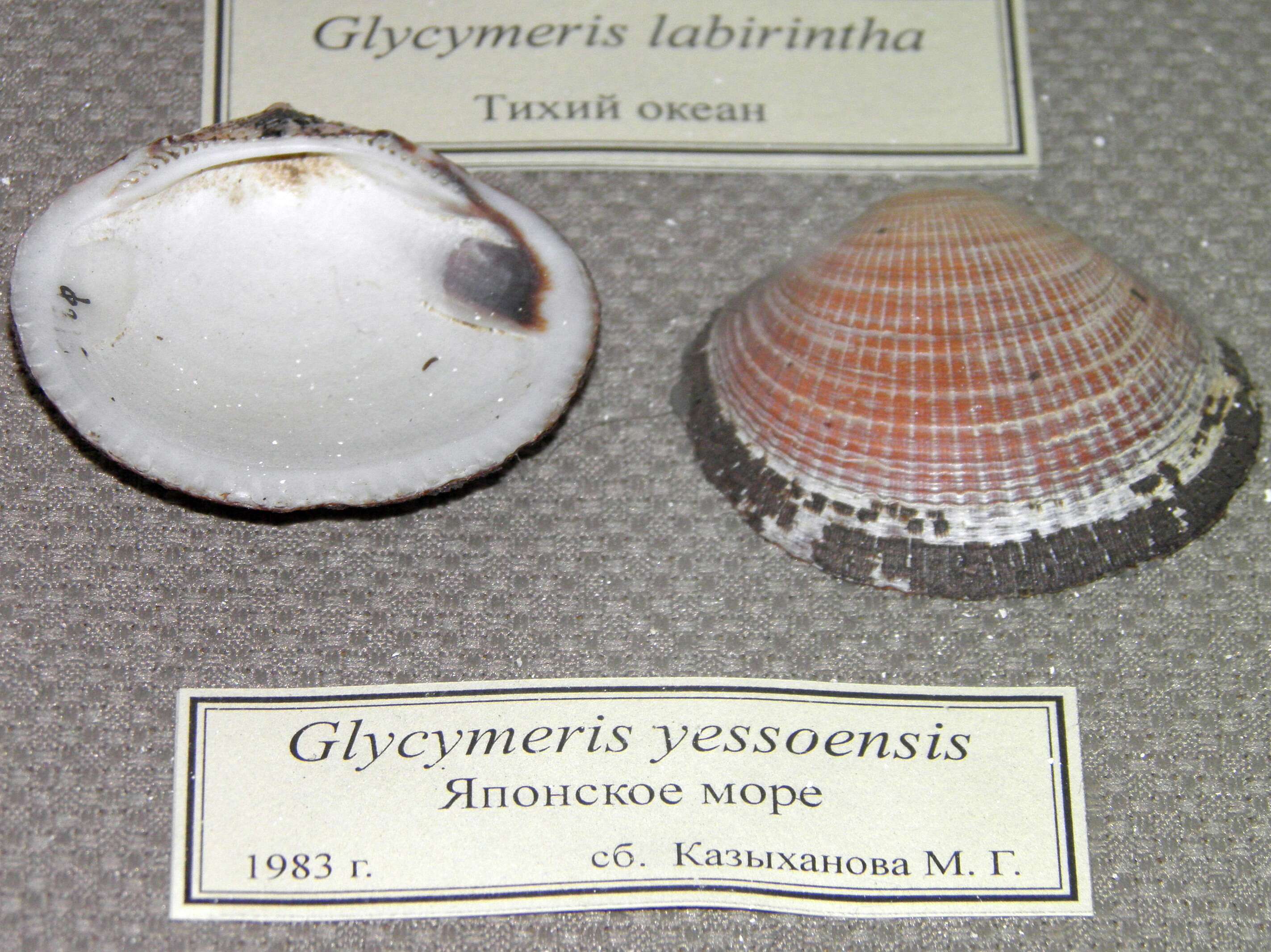Image of Glycymeris yessoensis (G. B. Sowerby Iii 1889)