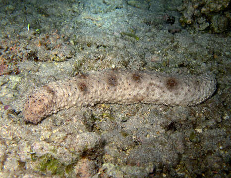 Image of Holothuria (Stauropora) fuscocinerea Jaeger 1833