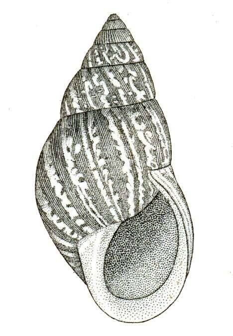 Image of Bulimulus dealbatus