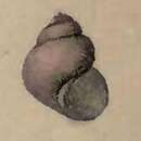 Image of Gibbula hisseyiana (Tenison Woods 1876)