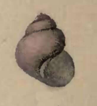 Image of Gibbula hisseyiana (Tenison Woods 1876)