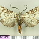 Image of Lepidozikania similis Travassos 1949