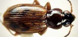 Bembidion (Semicampa) convexulum Hayward 1897的圖片