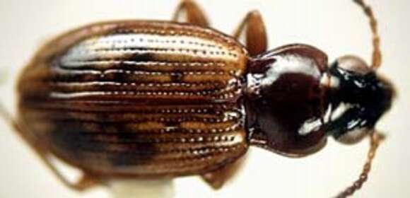 Bembidion (Semicampa) convexulum Hayward 1897的圖片