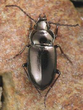 Image de Trachypachus inermis Motschulsky 1850