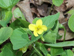 Image of downy yellow violet