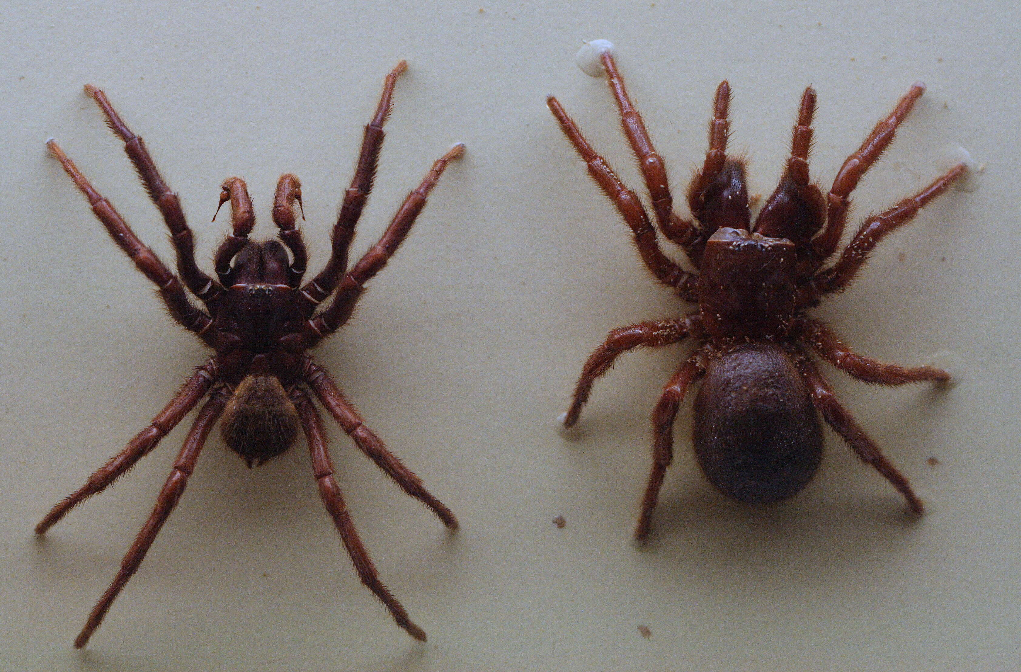 Image of Blue mountains funnel web