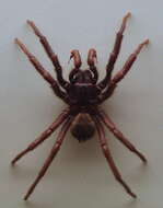 Image of Blue mountains funnel web