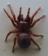 Image of Blue mountains funnel web