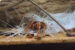 Image of Blue mountains funnel web