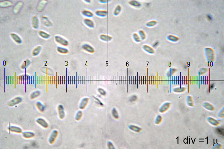 Sivun Chondrostereum kuva