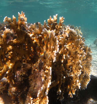 Image of Fire coral