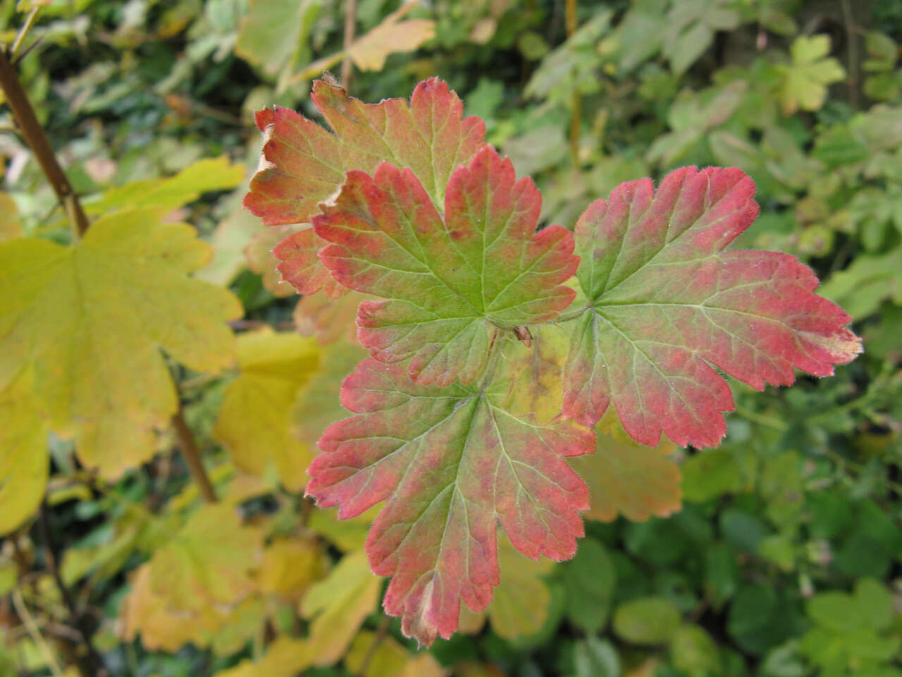 Image of eastern prickly gooseberry