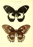 Image of Papilio bridgei Mathew 1886