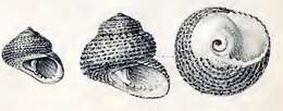 Image of Tegula ligulata (Menke 1850)