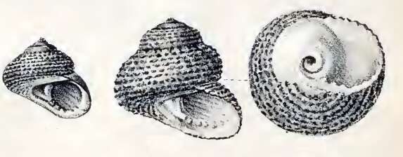 Image of Tegula ligulata (Menke 1850)