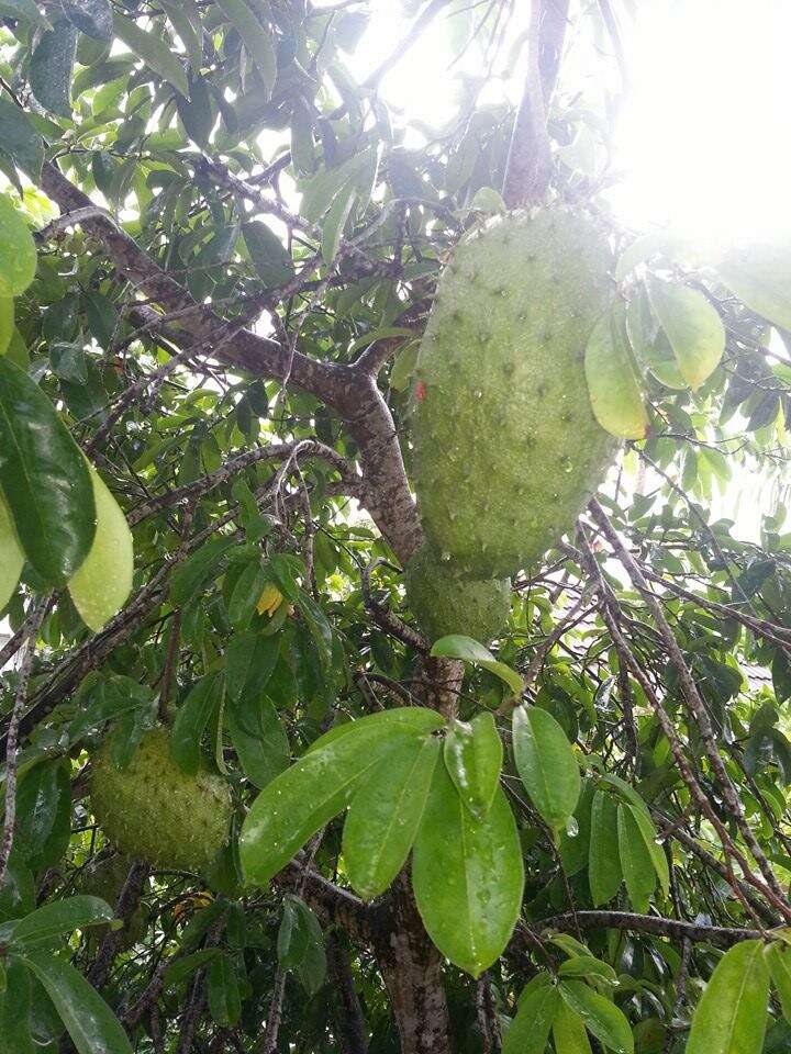 Image of soursop