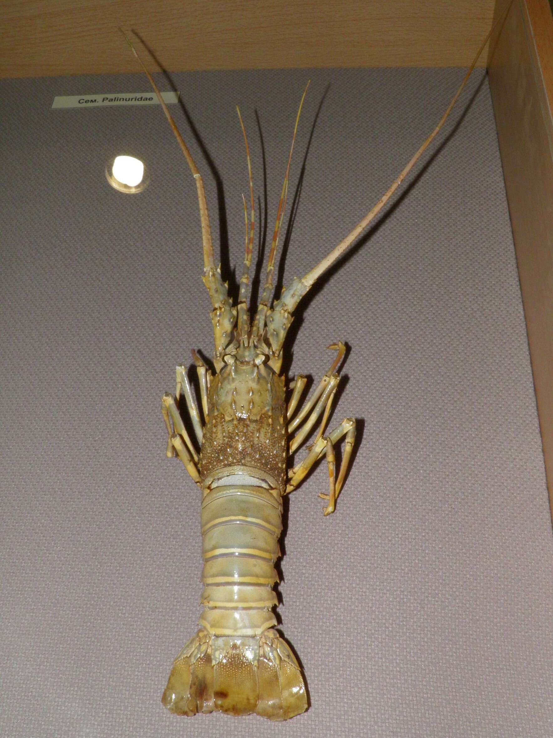 Image of Mud Spiny Lobster