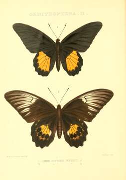 Image of Troides riedeli (Kirsch 1885)