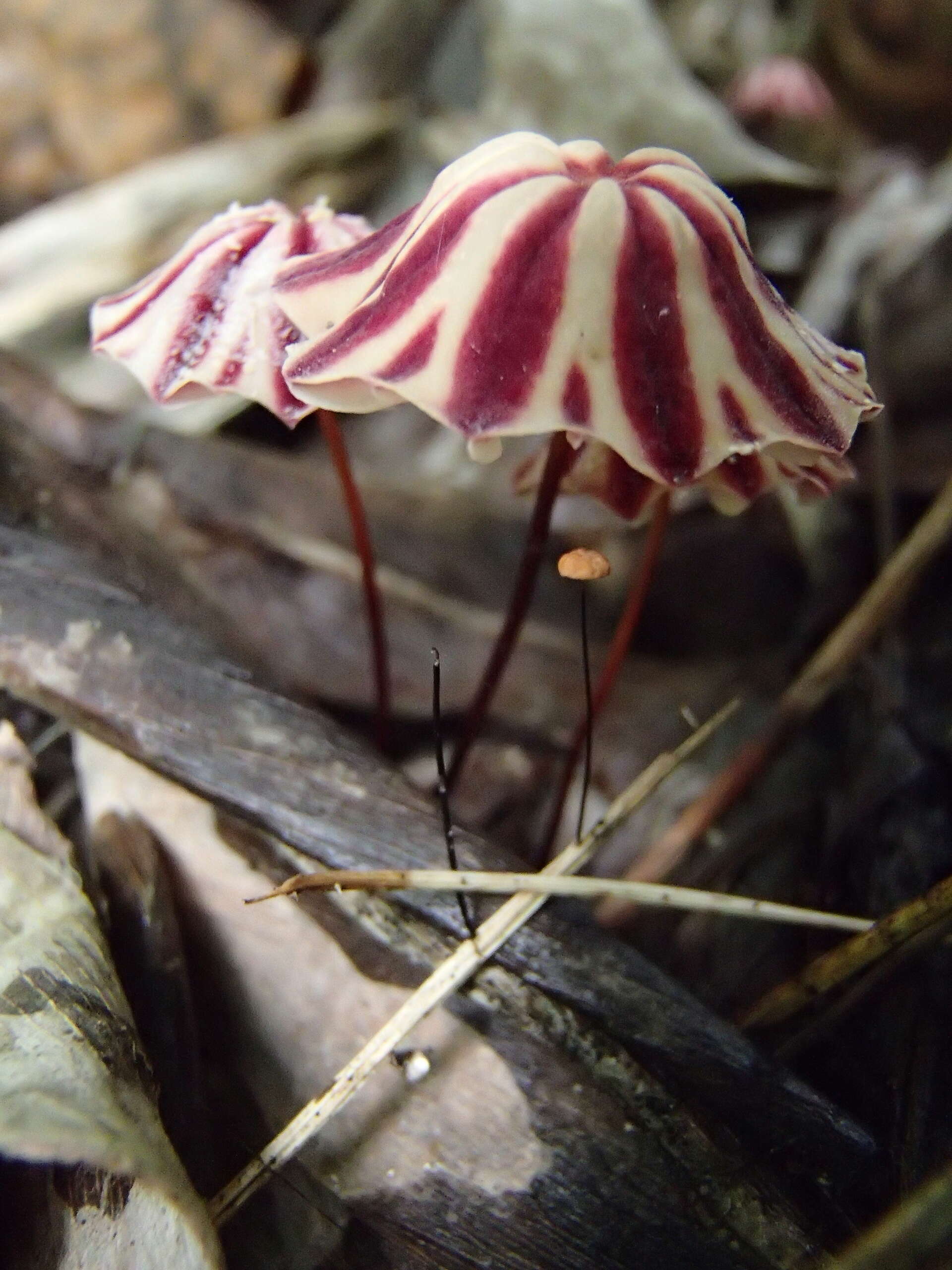 Image of Marasmius tageticolor