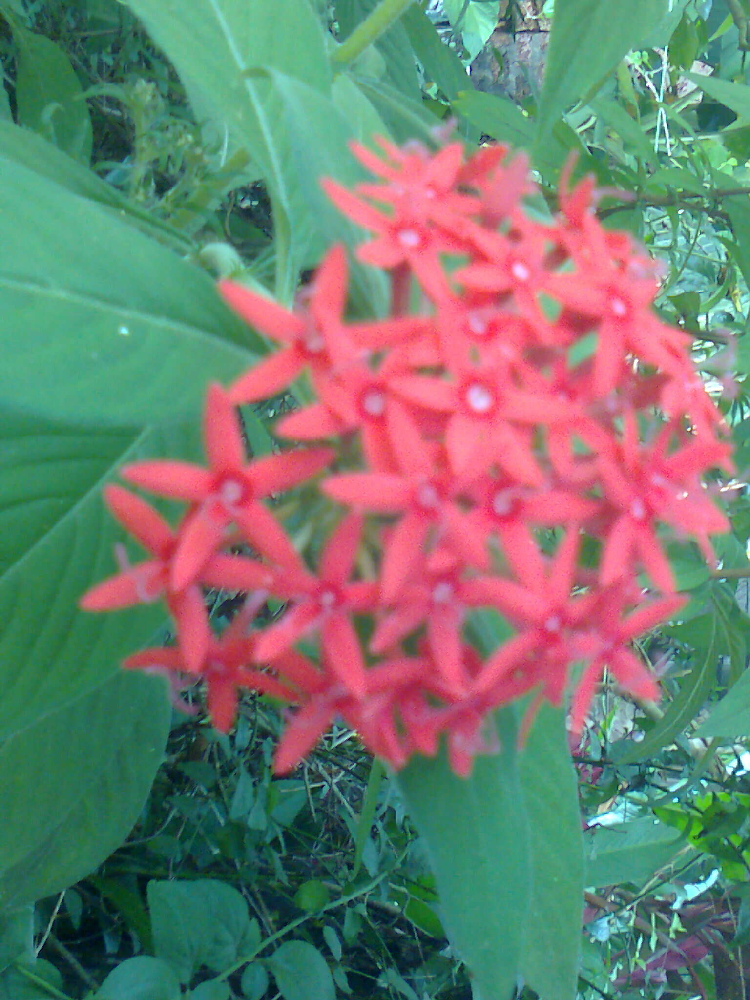 صورة Pentas